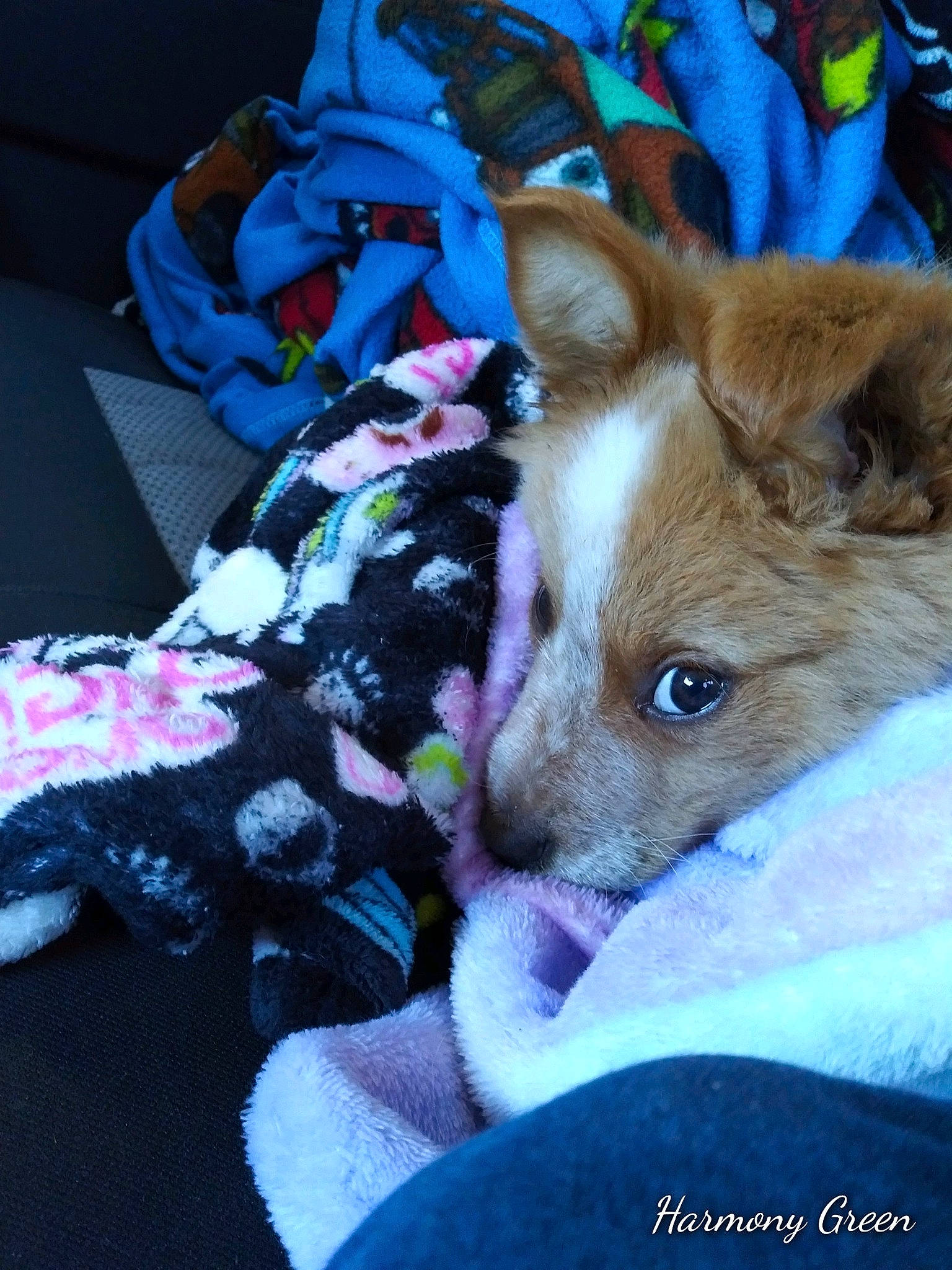 Lucky is registered to the contest to win money with this photo: canidae, cardigan_welsh_corgi, carnivore, companion_dog, dog, dog_breed, fawn, mammal, pembroke_welsh_corgi, puppy, welsh_corgi