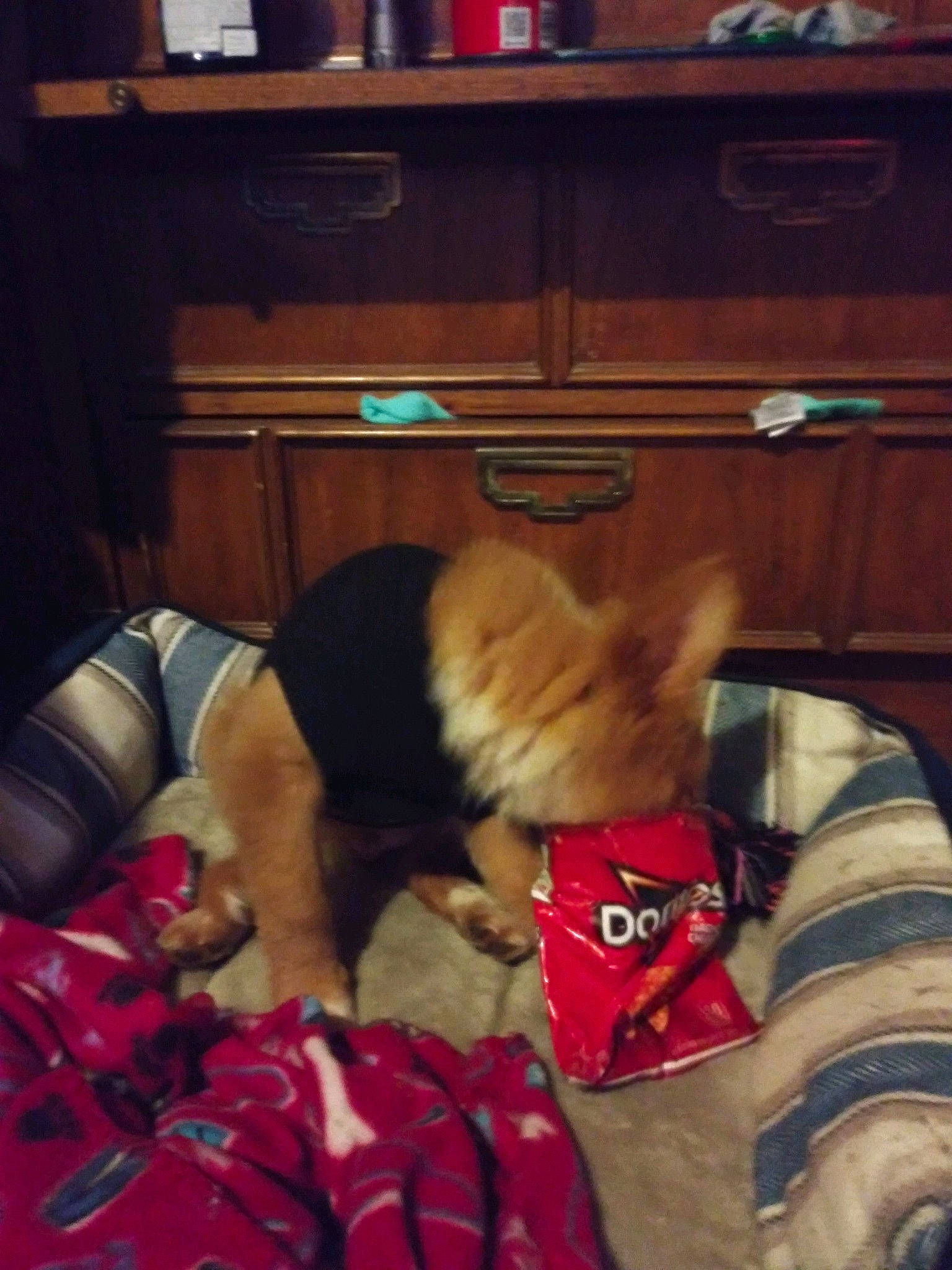 Lucky joined the competition — help win amazing prizes! canidae, carnivore, companion_dog, dog, dog_breed, fur, lap, pomeranian, room, sporting_group