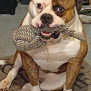 Simba participe au concours pour gagner de l'argent avec cette photo : animal, brown_and_white, bulldog, canine, chewing, companion, dog, floor, fur, household, indoor, looking, mat, paw, pet, pet_toy, playful, rope_toy, sitting, toy