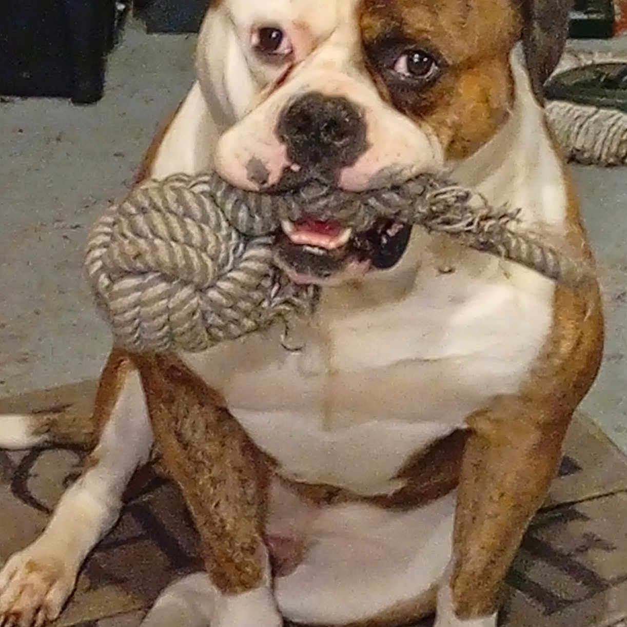 Simba participe au concours pour gagner de l'argent avec cette photo : animal, brown_and_white, bulldog, canine, chewing, companion, dog, floor, fur, household, indoor, looking, mat, paw, pet, pet_toy, playful, rope_toy, sitting, toy