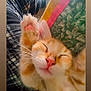 Jin is registered to the contest to win money with this photo: kitten, cat, sleeping, paw, orange, white, whiskers, nose, pink, cozy, blanket, plaid, quilt, fabric, indoor, pet, cute, feline, fur, relaxing