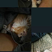 Jin is registered to the contest to win money with this photo: kitten, cat, orange_cat, white_cat, sleeping, napping, cozy, blanket, fabric, soft, fur, pet, animal, indoor, resting, cute, small, young_cat, relaxed, collage