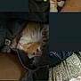 kitten, cat, orange_cat, white_cat, sleeping, napping, cozy, blanket, fabric, soft, fur, pet, animal, indoor, resting, cute, small, young_cat, relaxed, collage