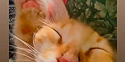 Jin is registered to the contest to win money with this photo: cat, sleeping, close_up, orange_cat, white_fur, paw, nose, whiskers, indoor, resting, blurred_background, fabric, plaid, cushion, cute, pet, animal, feline, relaxed, soft_fur
