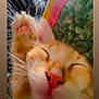 cat, sleeping, close_up, orange_cat, white_fur, paw, nose, whiskers, indoor, resting, blurred_background, fabric, plaid, cushion, cute, pet, animal, feline, relaxed, soft_fur
