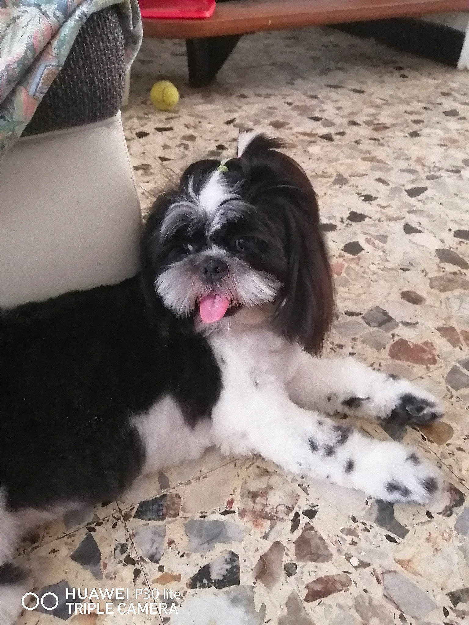 Guizmo participe au concours pour gagner de l'argent avec cette photo : canidae, carnivore, chinese_imperial_dog, companion_dog, dog, dog_breed, kyi_leo, lhasa_apso, liver, mal_shi, mammal, non_sporting_group, puppy, rare_breed_dog, shih_tzu, snout, sporting_group, toy_dog, vertebrate