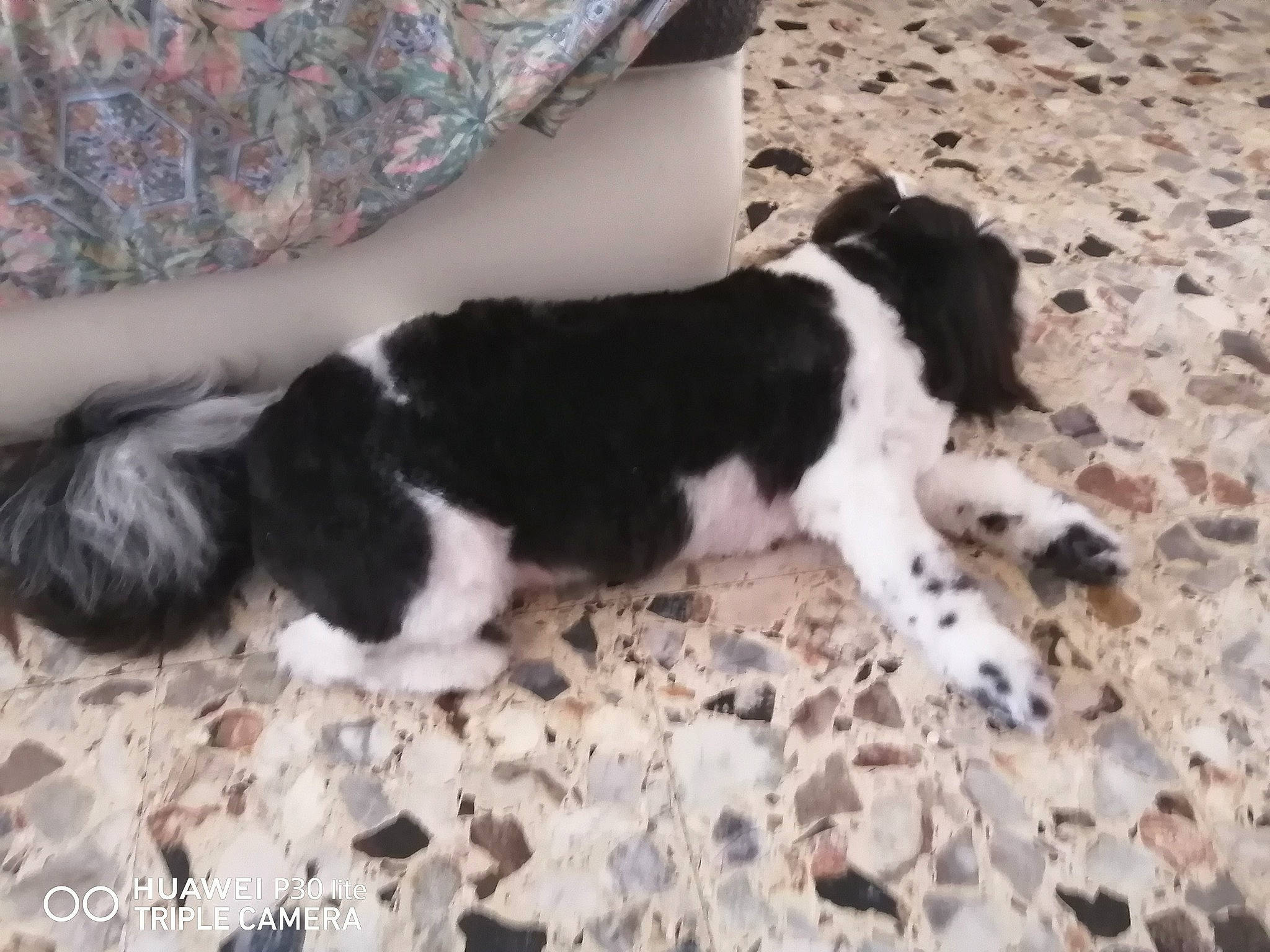 Guizmo a rejoint le concours — aidez-le/la à gagner de superbes lots ! canidae, carnivore, dog, dog_breed, mammal, puppy, russian_spaniel, sporting_group, stabyhoun, vertebrate