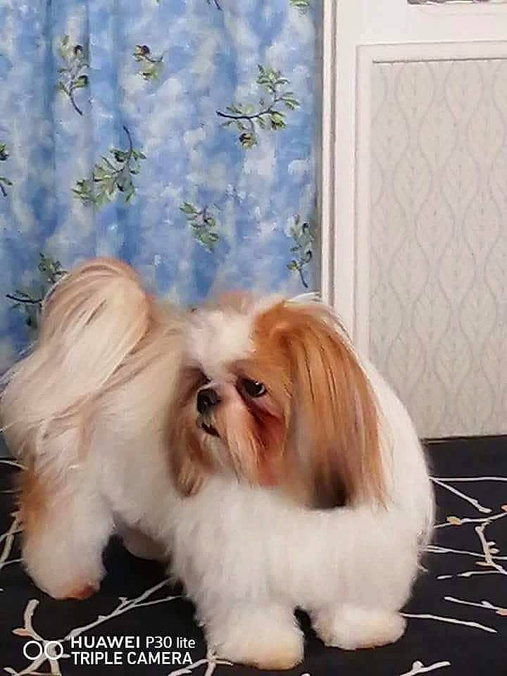 Ola participe au concours pour gagner de l'argent avec cette photo : canidae, carnivore, companion_dog, dog, dog_breed, dog_supply, fawn, fur, liver, mal_shi, maltepoo, non_sporting_group, shih_tzu, snout, sporting_group, terrestrial_animal, toy_dog, working_animal