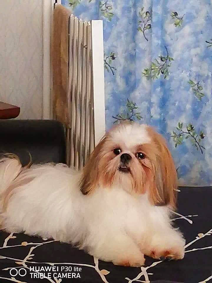 Ola a rejoint le concours — aidez-le/la à gagner de superbes lots ! canidae, carnivore, companion_dog, dog, dog_breed, dog_supply, door, fawn, fur, liver, mal_shi, non_sporting_group, shih_tzu, snout, sporting_group, terrestrial_animal, terrier, toy_dog, wood, working_animal