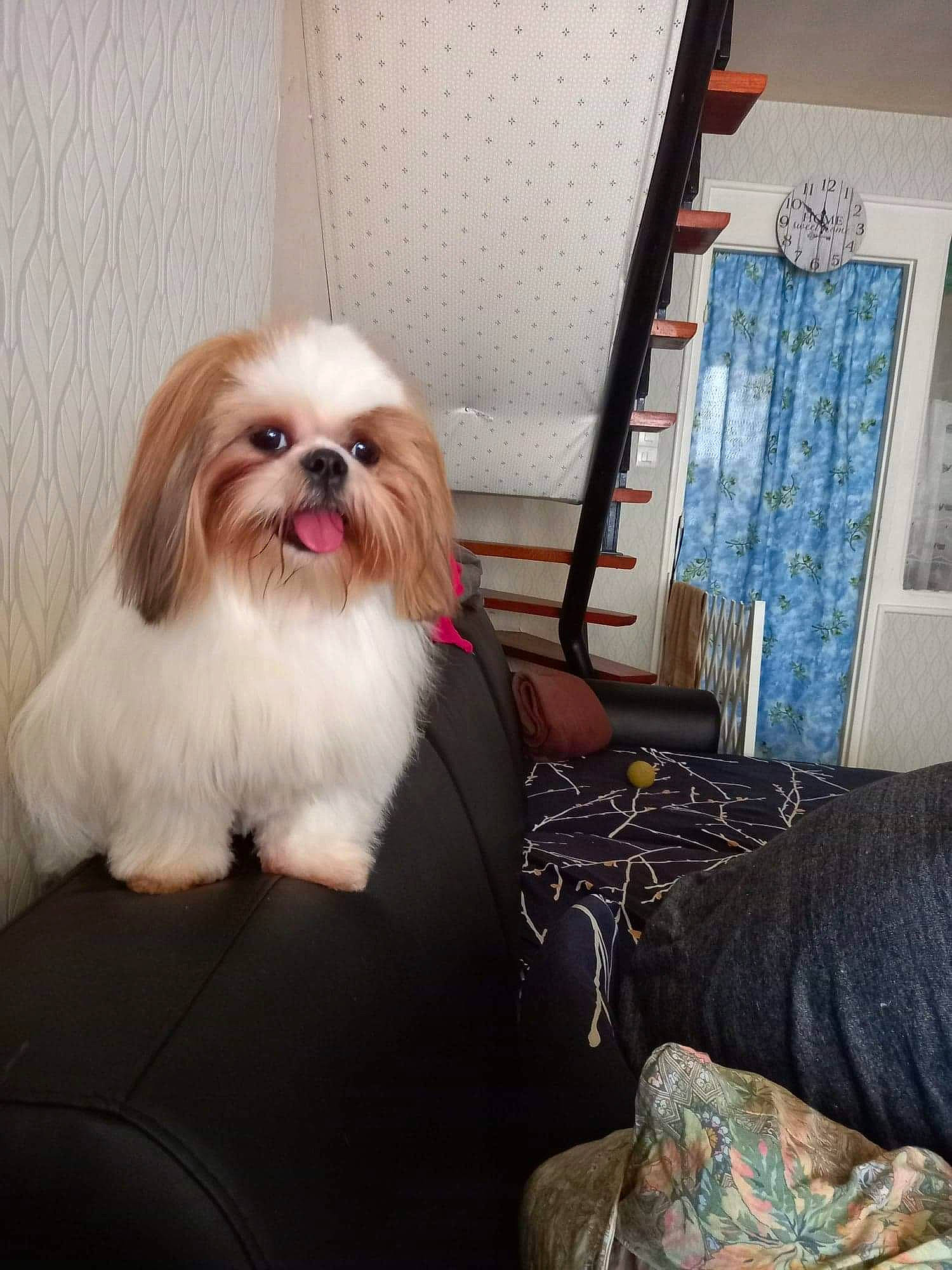 Ola participe au concours pour gagner de l'argent avec cette photo : canidae, carnivore, comfort, companion_dog, dog, dog_breed, dog_supply, fawn, fur, liver, maltepoo, non_sporting_group, pattern, pet_supply, picture_frame, shih_tzu, snout, sporting_group, toy_dog, working_animal