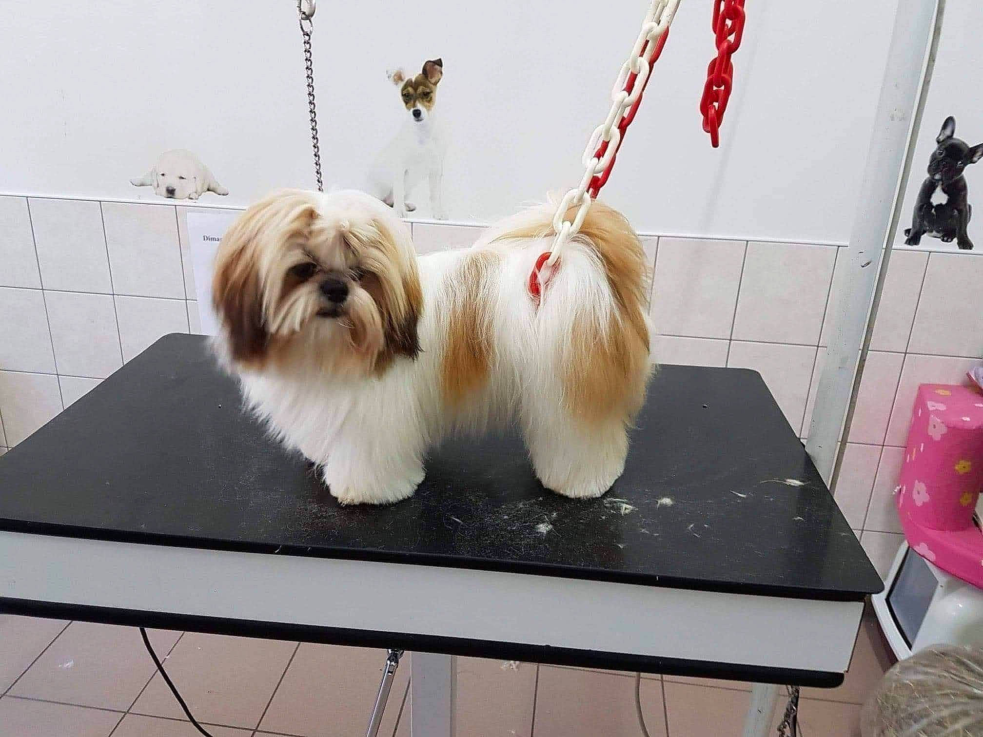 Ola a rejoint le concours — aidez-le/la à gagner de superbes lots ! canidae, carnivore, companion_dog, dog, dog_breed, dog_collar, dog_supply, fur, liver, maltepoo, non_sporting_group, pet_supply, puppy, shih_tzu, small_terrier, sporting_group, terrier, toy_dog, working_animal