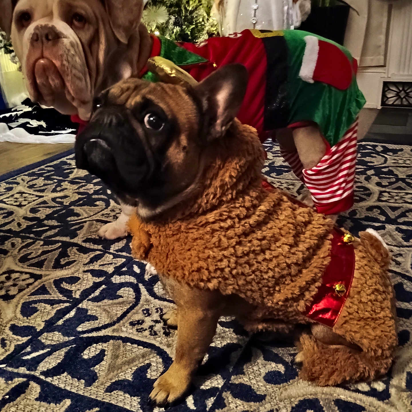 Scrappy Doo joined the competition — help win amazing prizes! adult, animal, boxer, bride, bulldog, canine, dog, face, female, flower, flowerarrangement, frenchbulldog, head, person, pet, pitbull, plant, pug, wedding, woman
