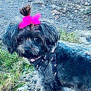 Lila a rejoint le concours — aidez-le/la à gagner de superbes lots ! animal, black_fur, collar, curious, cute, dog, ears, face, fur, grass, leash, nature, outdoor, pet, pink_bow, portrait, rocks, small_dog, standing, tongue