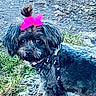animal, black_fur, collar, curious, cute, dog, ears, face, fur, grass, leash, nature, outdoor, pet, pink_bow, portrait, rocks, small_dog, standing, tongue