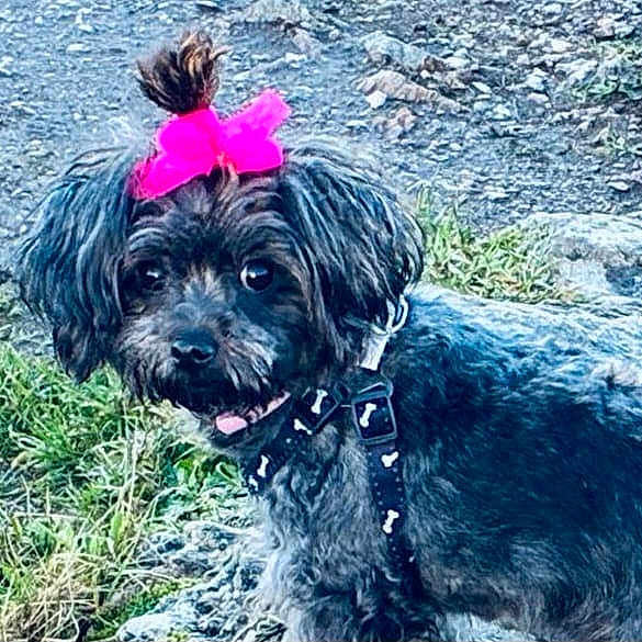 Lila a rejoint le concours — aidez-le/la à gagner de superbes lots ! animal, black_fur, collar, curious, cute, dog, ears, face, fur, grass, leash, nature, outdoor, pet, pink_bow, portrait, rocks, small_dog, standing, tongue
