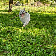Prisca participe au concours pour gagner de l'argent avec cette photo : dog, white_dog, fluffy, animal, pet, outdoors, grass, lawn, park, tree, nature, sunlight, stick, fetch, running, playing, open_mouth, teeth, fur, front_view