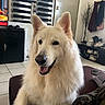 Prisca participe au concours pour gagner de l'argent avec cette photo : dog, white_dog, fluffy, long_hair, canine, pet, portrait, sitting, smiling, open_mouth, pointed_ears, black_nose, indoors, living_room, chair, furniture, tile_floor, television, window, clothing_rack