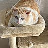Plue participe au concours pour gagner de l'argent avec cette photo : cat, feline, orange_and_white, blue_eyes, pet, animal, portrait, sitting, lying_down, indoors, cat_tree, scratching_post, pet_bed, plush, cozy, beige, fur, whiskers, ears, hanging_toy