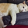 Plue a rejoint le concours — aidez-le/la à gagner de superbes lots ! cat, cream_cat, white_cat, pet, feline, sleeping, relaxed, lying_down, cute, whiskers, ears, eyes, paw, fur, lap, person, jeans, socks, blanket, indoor