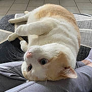 Plue participe au concours pour gagner de l'argent avec cette photo : cat, pet, feline, cream_and_white, fluffy, lying_down, upside_down, playful, relaxed, paws, whiskers, pink_nose, blue_eyes, indoor, bed, blanket, home, portrait, closeup, funny_pose