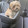 Ryder is registered to the contest to win money with this photo: animal, backseat, black, brown, car, car_seat, comfort, companion, cute, dog, domestic_animal, furry, gray, leash, pet, resting, seatbelt, small_dog, travel, vehicle_interior