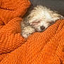 Ryder is registered to the contest to win money with this photo: animal, blanket, comfort, couch, cozy, cute, dog, domestic_animal, fur, indoor, nap, orange_blanket, pet, puppy, relaxation, resting, sleeping, snuggling, soft, warm