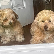 Ryder is registered to the contest to win money with this photo: adorable, animal, brown, calm, companion, curly_hair, cute, dog, domestic, fluffy, furry, glass_door, house, indoor, pet, sitting, small_dog, two_dogs, waiting, window