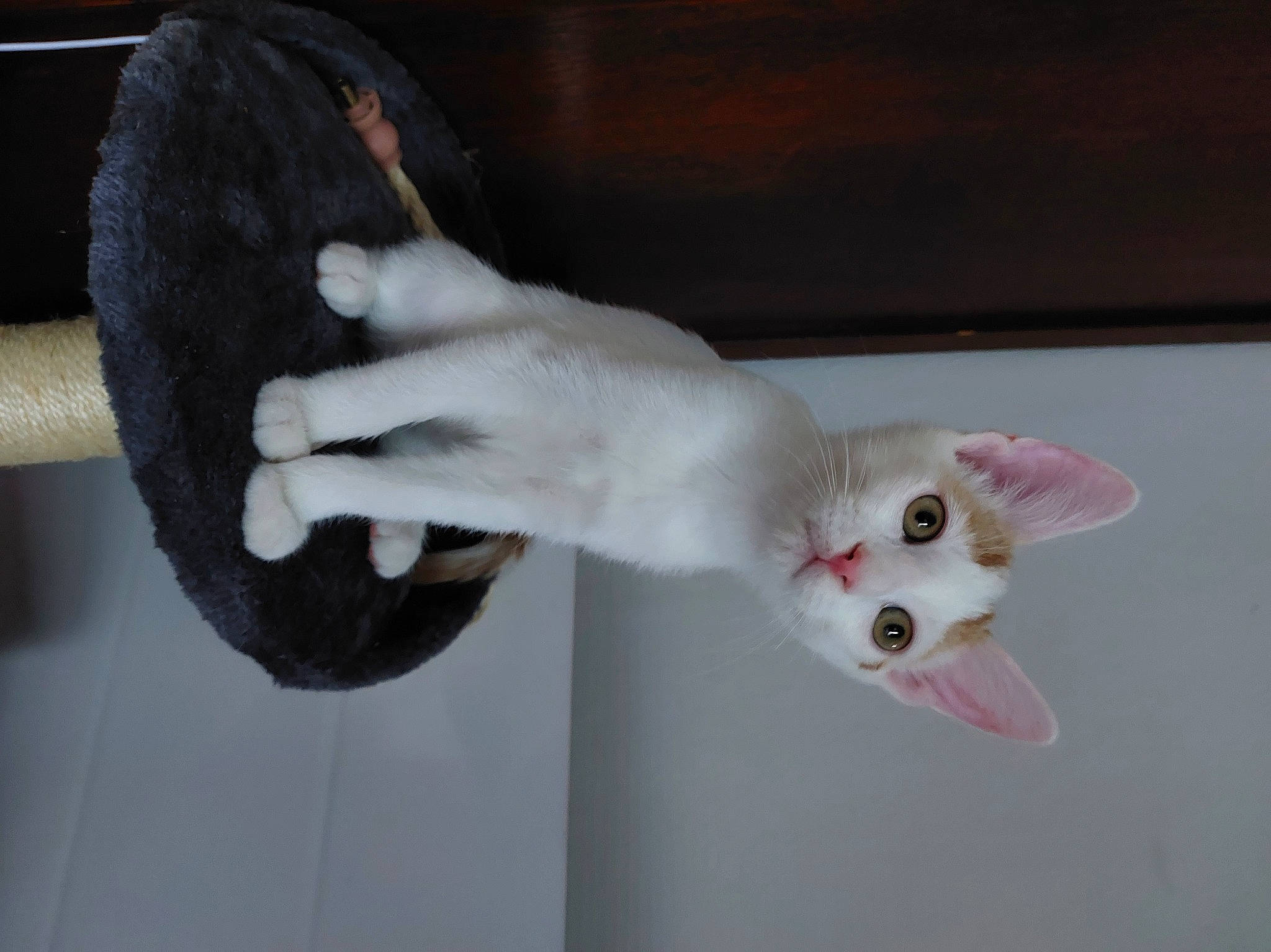 Axel a rejoint le concours — aidez-le/la à gagner de superbes lots ! carnivore, cat, domestic_short_haired_cat, eye, fawn, felidae, foot, fur, gesture, human_body, leg, nail, paw, small_to_medium_sized_cats, snout, tail, thumb, whiskers, wood, wrist