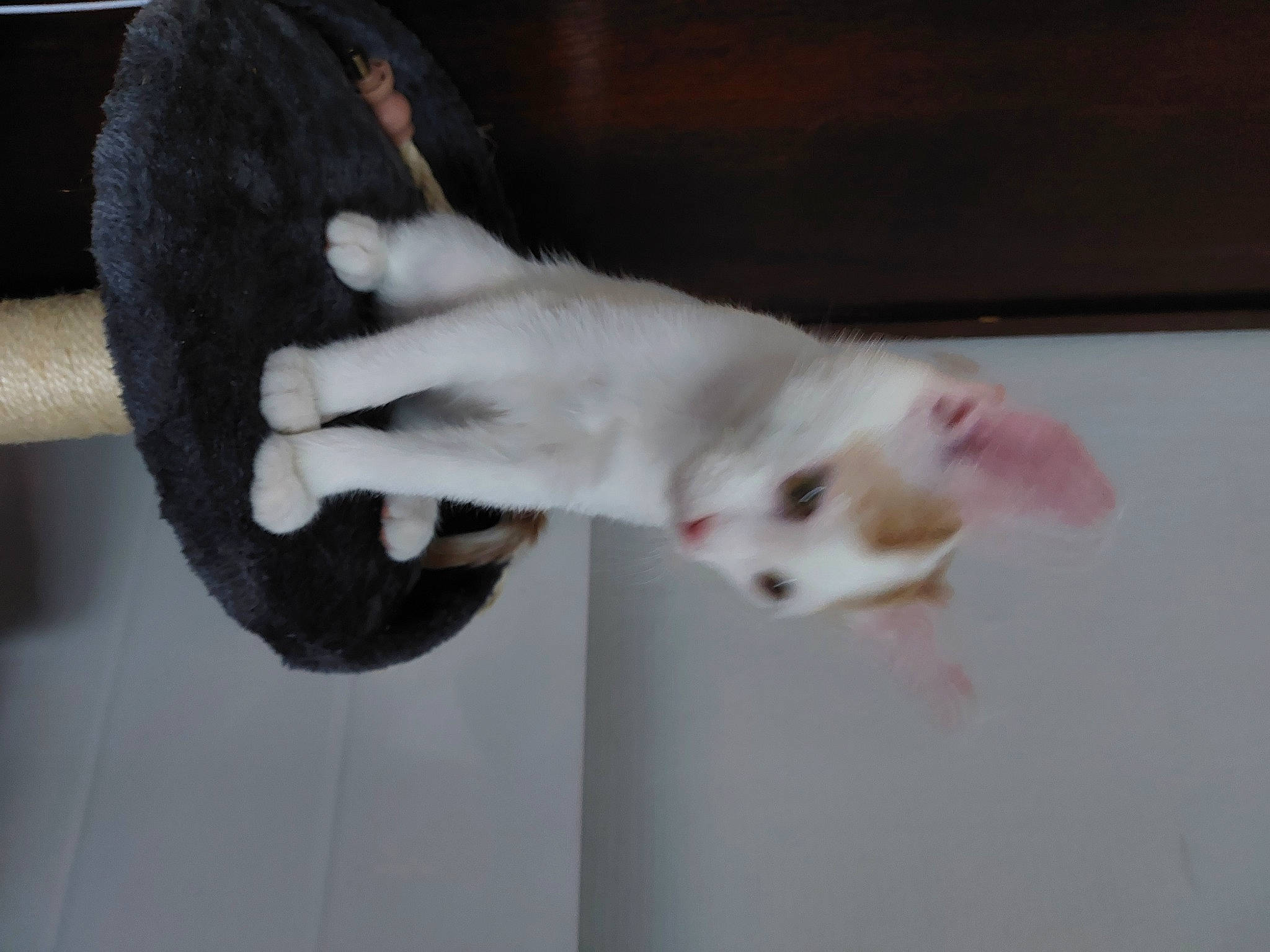 Axel a rejoint le concours — aidez-le/la à gagner de superbes lots ! canidae, carnivore, cat, claw, dog_breed, domestic_short_haired_cat, felidae, foot, fur, nail, paw, small_to_medium_sized_cats, tail, whiskers