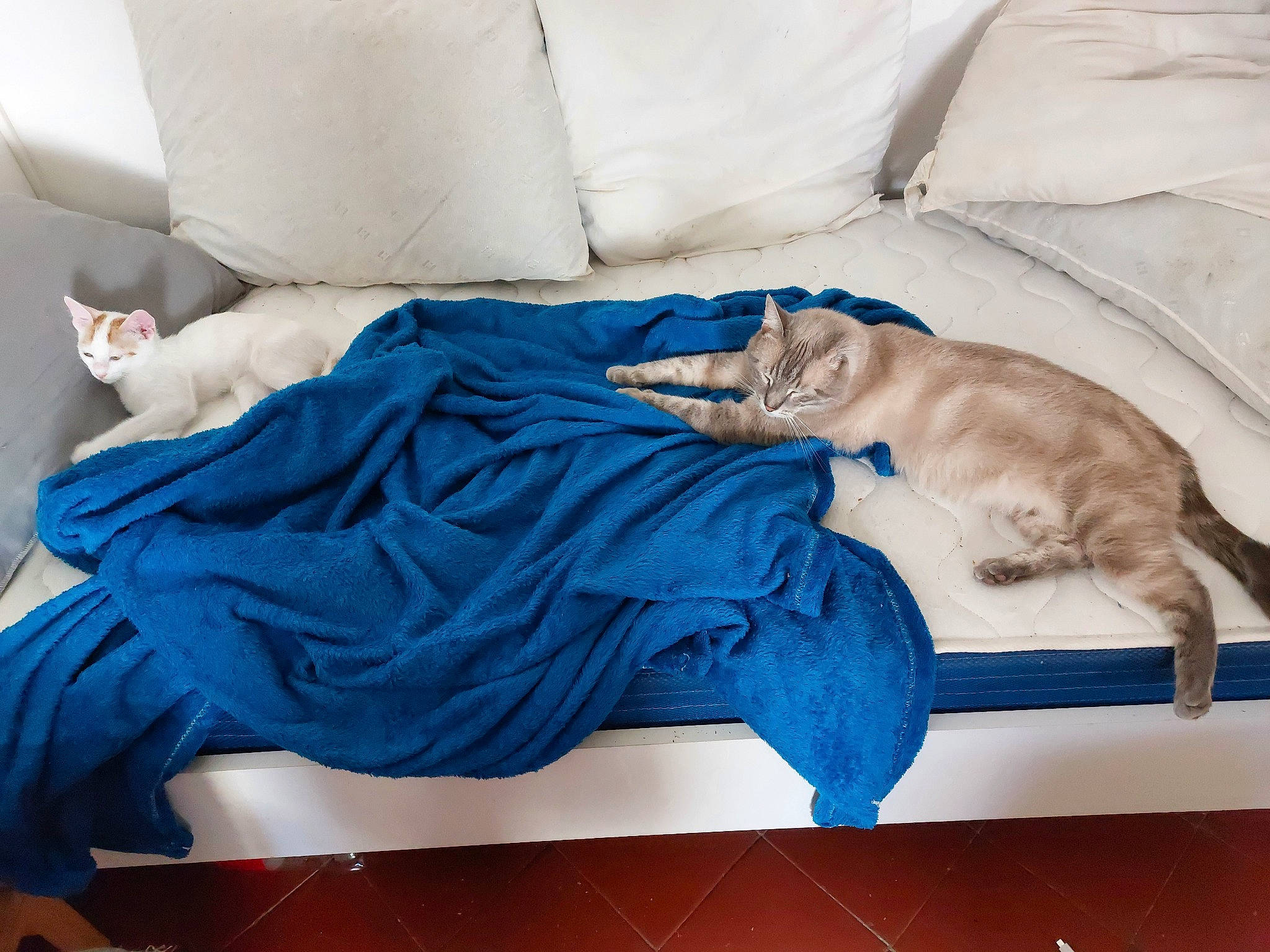 Axel participe au concours pour gagner de l'argent avec cette photo : bed_sheet, bedding, carnivore, cat, comfort, domestic_short_haired_cat, electric_blue, felidae, human_leg, linens, mammal, nap, pattern, room, sleeve, small_to_medium_sized_cats, tail, textile, vertebrate, whiskers