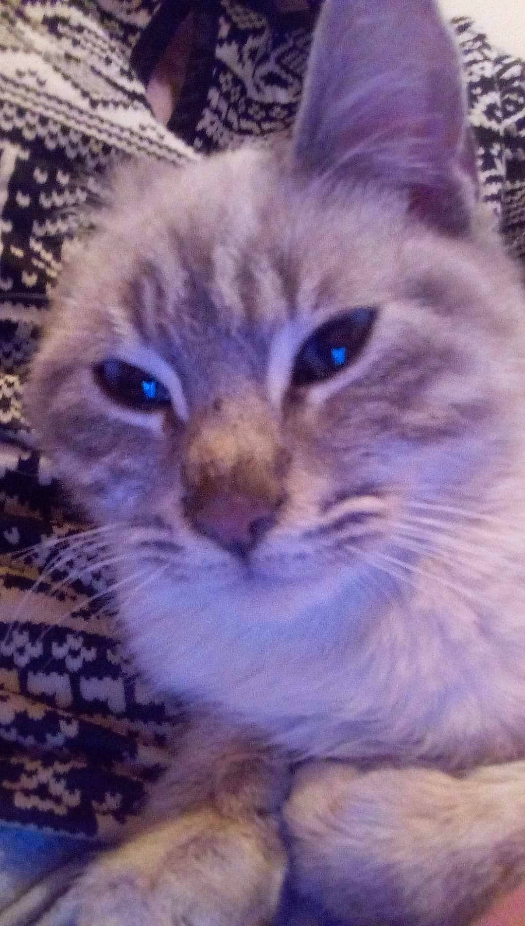 Kiki participe au concours pour gagner de l'argent avec cette photo : carnivore, cat, domestic_short_haired_cat, electric_blue, fawn, felidae, fur, plant, small_to_medium_sized_cats, snout, terrestrial_animal, whiskers, wildlife