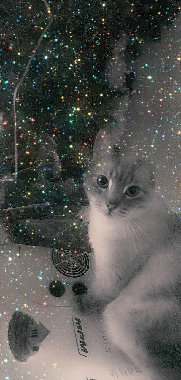 Kiki a rejoint le concours — aidez-le/la à gagner de superbes lots ! carnivore, cat, christmas_ornament, christmas_tree, darkness, event, felidae, freezing, holiday, midnight, photograph, plant, small_to_medium_sized_cats, snapshot, snout, snow, tree, whiskers, window, winter