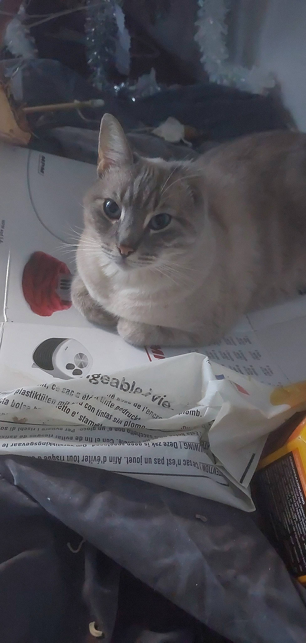 Kiki a rejoint le concours — aidez-le/la à gagner de superbes lots ! box, cardboard, carmine, carnivore, cat, cat_supply, domestic_short_haired_cat, felidae, fur, packaging_and_labeling, paper, paper_bag, paper_product, paw, pet_supply, photo_caption, small_to_medium_sized_cats, snout, whiskers