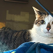 Odds is registered to the contest to win money with this photo: cat, animal, pet, feline, striped_fur, white_fur, indoor, blanket, blue_blanket, close_up, curious, wide_eyes, whiskers, collar, soft_light, cozy, domestic, face, ears, cable