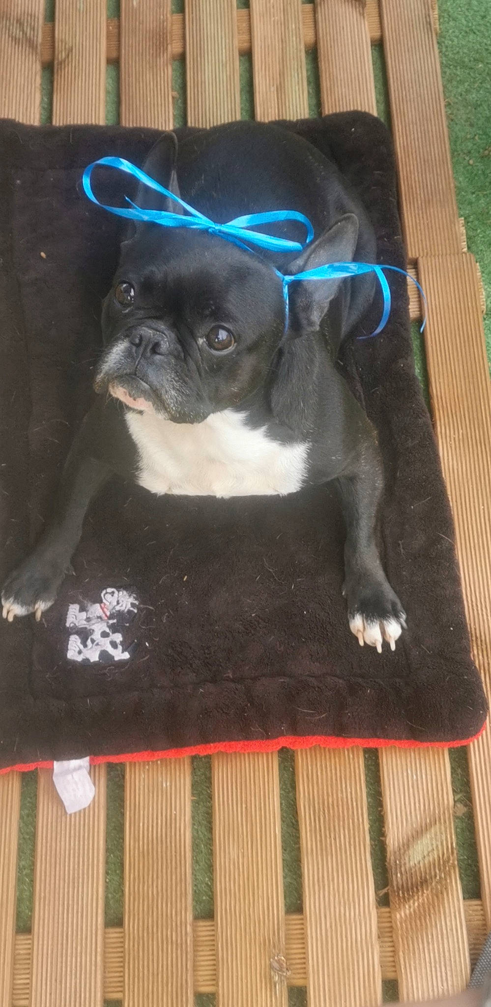 Lulu participe au concours pour gagner de l'argent avec cette photo : american_pit_bull_terrier, canidae, carnivore, companion_dog, dog, dog_breed, fawn, mammal, non_sporting_group, puppy, snout, staffordshire_bull_terrier, vertebrate