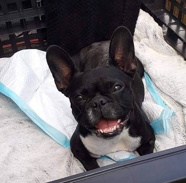 Lulu participe au concours pour gagner de l'argent avec cette photo : boston_terrier, bulldog, canidae, carnivore, companion_dog, dog, dog_breed, ear, fawn, french_bulldog, mammal, molosser, non_sporting_group, puppy, rare_breed_dog, snout, sporting_group, toy_bulldog, vertebrate