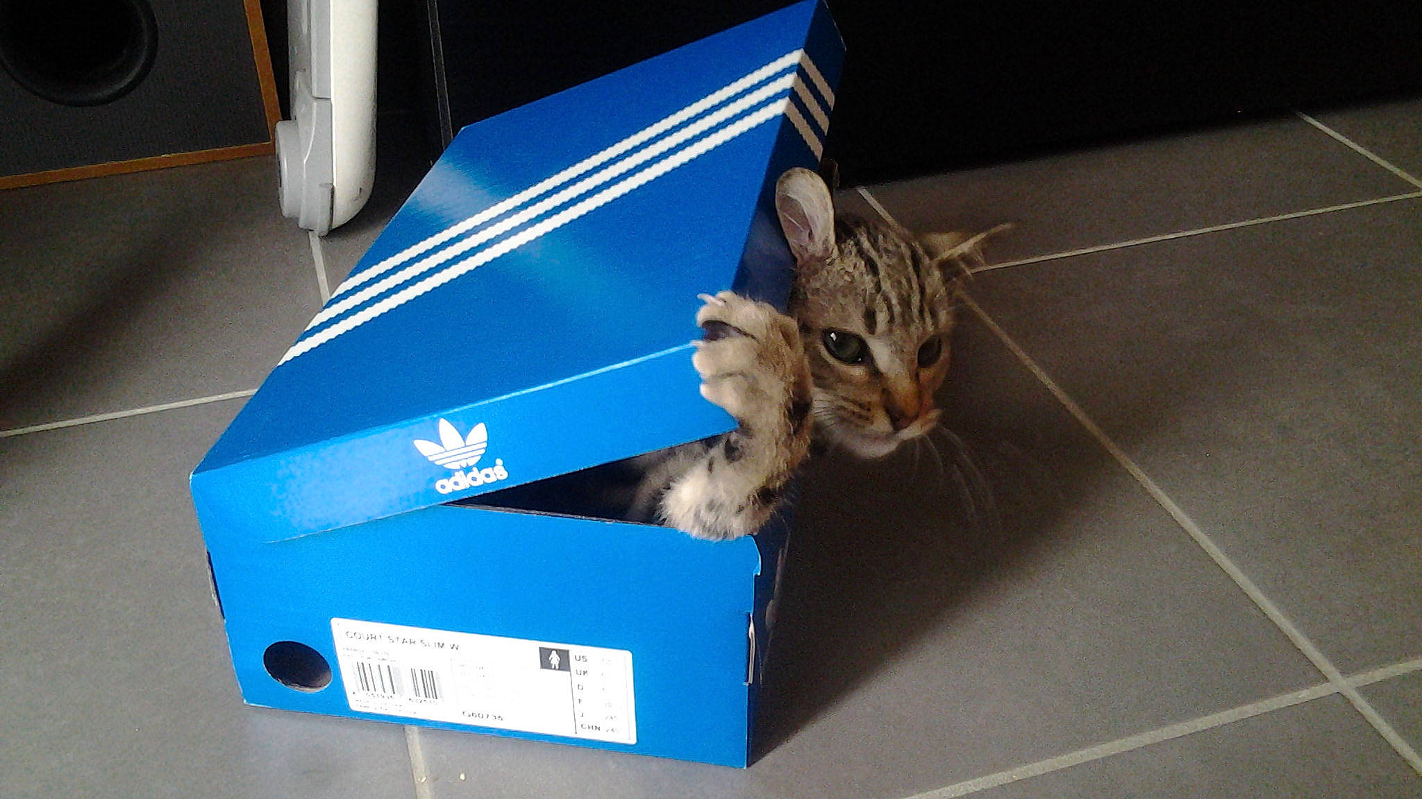 Itchy participe au concours pour gagner de l'argent avec cette photo : aegean_cat, asian, bengal, box, california_spangled, carnivore, cat, domestic_short_haired_cat, dragon_li, european_shorthair, felidae, kitten, ocicat, small_to_medium_sized_cats, tabby_cat, toyger, whiskers, wild_cat