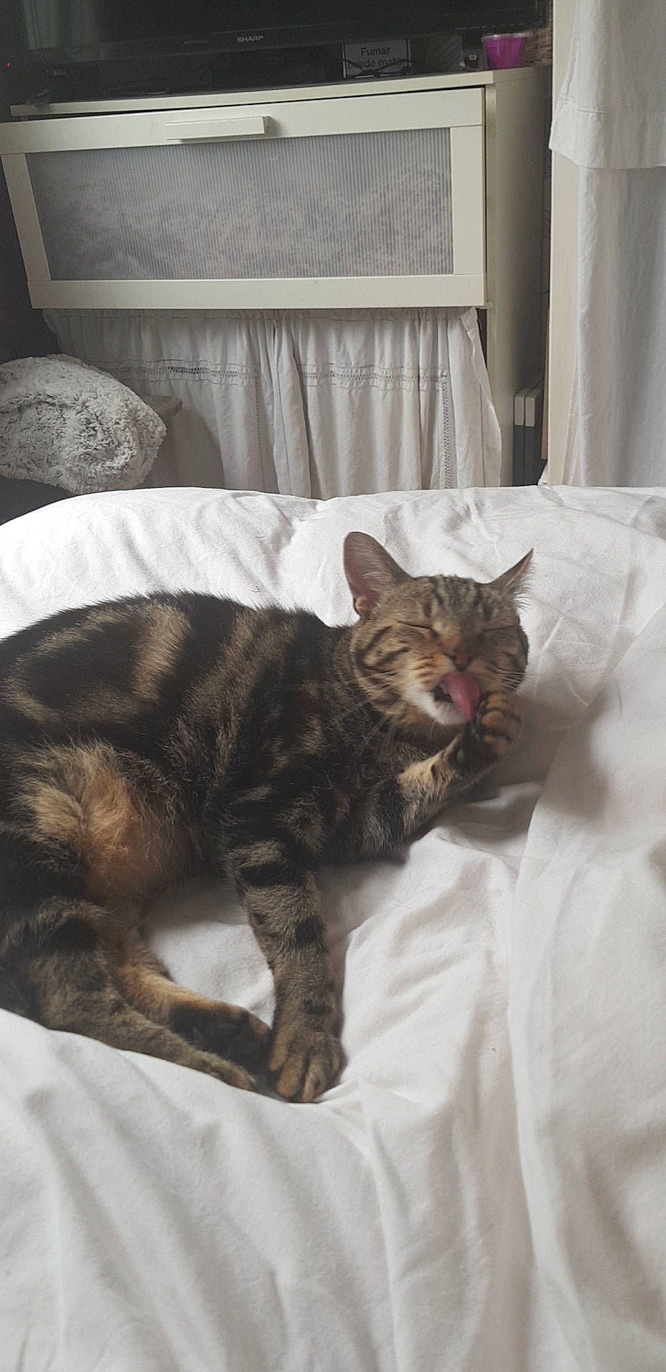 Itchy a rejoint le concours — aidez-le/la à gagner de superbes lots ! american_shorthair, asian, bed, carnivore, cat, domestic_short_haired_cat, dragon_li, european_shorthair, felidae, fur, german_rex, kitten, nap, small_to_medium_sized_cats, tabby_cat, tail, whiskers