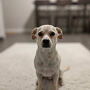 Charlie joined the competition — help win amazing prizes! dog, indoor, carpet, sitting, pet, animal, fur, ears, eyes, face, nose, table, chair, blurry_background, home, floor, domestic, quiet, calm, white