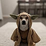 Charlie joined the competition — help win amazing prizes! dog, costume, jedi, star_wars, pet, indoor, carpet, brown_clothing, ears, cute, animal, portrait, sitting, focused, living_room, furniture, blurred_background, small_dog, adorable, character
