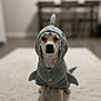 Charlie is registered to the contest to win money with this photo: dog, costume, shark, pet, indoor, carpet, white_rug, animal, cute, sitting, blurred_background, furniture, serious_face, hoodie, buttoned, ears_covered, tail, domestic_animal, portrait, canine