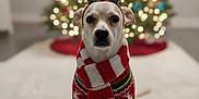 Charlie is registered to the contest to win money with this photo: dog, reindeer_antlers, christmas_sweater, scarf, holiday, christmas_tree, lights, decorations, indoors, carpet, festive, pet, cute, winter, seasonal, background_blur, portrait, animal, costume, warm