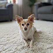Casper is registered to the contest to win money with this photo: dog, small_dog, lying_down, carpet, fluffy_carpet, indoor, living_room, sofa, furniture, ears, pet, animal, cute, white, brown, fur, portrait, calm, home, natural_light