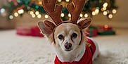 Casper is registered to the contest to win money with this photo: dog, reindeer_antlers, christmas_tree, holiday, festive, red_clothing, carpet, decorations, lights, ornaments, cute, pet, indoor, seasonal, costume, animal, small_dog, christmas, blurred_background, cozy