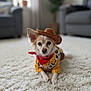 Casper is registered to the contest to win money with this photo: dog, costume, cowboy_hat, red_bandana, yellow_shirt, cow_print, carpet, living_room, furniture, sofa, plant, pet, cute, small_dog, portrait, indoor, animal, lying_down, white_carpet, cozy