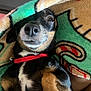 Blackie is registered to the contest to win money with this photo: dog, blanket, pet, red_collar, closeup, cute, animal, fur, cozy, indoor, small_dog, black_fur, brown_fur, soft_texture, wrapped, curious, face, nose, ears, expression