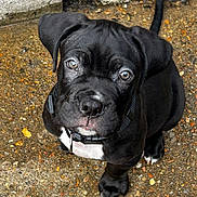 Kal-El is registered to the contest to win money with this photo: adorable, animal, black_dog, canine, close_up, collar, curious, dog, ears, fur, ground, looking_up, outdoor, pet, puppy, sitting, tail, texture, white_patch, young_dog