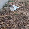 Roudoudou participe au concours pour gagner de l'argent avec cette photo : animal, cat, clothesline, countryside, dry_grass, ears, fur, garden, grass, house, laundry, lying_down, outdoor, pet, photography, sitting, tail, wall, white_cat, yard