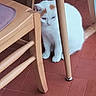 animal, candid_photo, cat, chair, cute, eyes, feline, fluffy, ginger_patches, home, indoors, paws, pet, portrait, sitting, tail, tile_floor, whiskers, white_cat, wooden_furniture