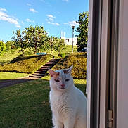 Roudoudou participe au concours pour gagner de l'argent avec cette photo : animal_face, blue_sky, cat, doorway, feline, fluffy, garden, hedges, lawn, outdoor, pet, portrait, residential, sitting, stairs, sunlight, trees, whiskers, white_cat, window